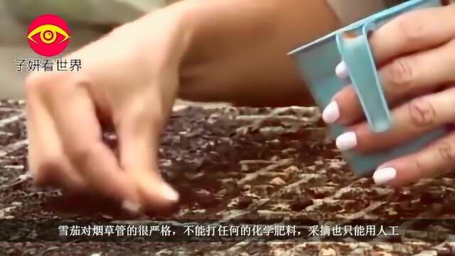 终于知道雪茄怎么制作的了?网友:难怪卖这么贵!