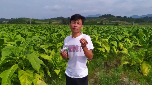 农村大面积种植烟叶,香烟的烟丝是这样烤出来,看到后要戒烟了