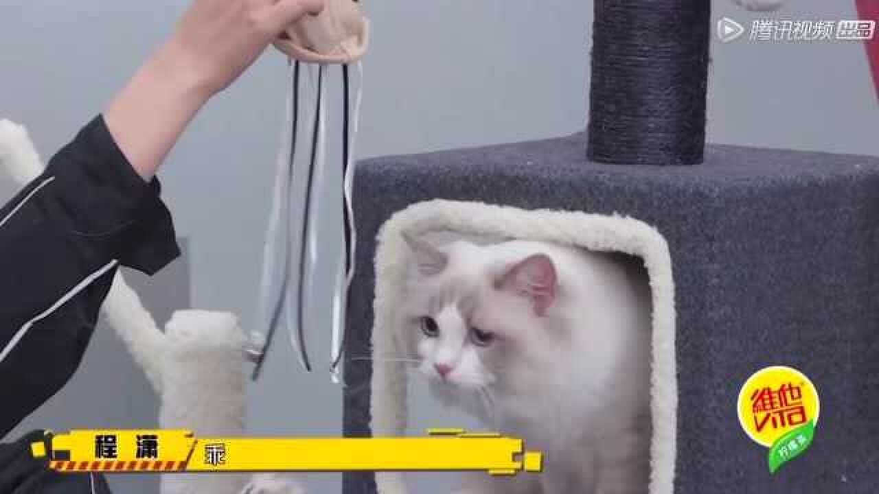 程潇带爱猫上镜程潇的猫咪跟她一样可爱王一博带猫滑滑梯