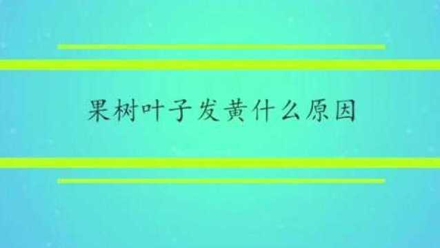 果树叶子发黄是什么原因?