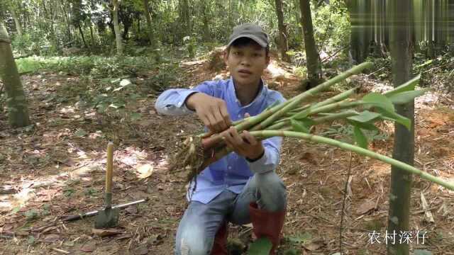 山上这种雷公笋用来炒肉吃、鲜嫩爽口、你吃过吗?