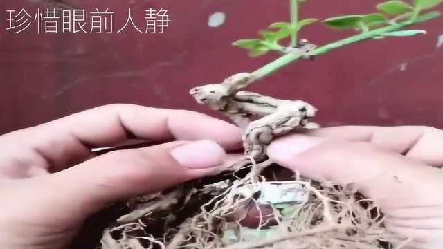 一棵普通迎春盆景素材多重截杆处理方式,造型更是不尽相同!