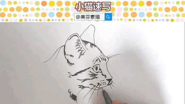 教你画可爱小猫咪速写手绘画!超萌小动物简笔画教程!新手学画画