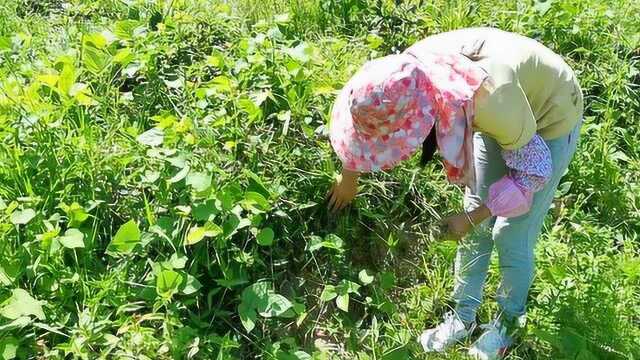 野生的白花蛇舌草长什么样子?客家妹子在荒田里找到了,认识一下