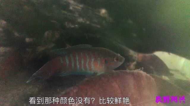 中华斗鱼体型较大,颜色较浅是母?体型较小颜色鲜艳是公?