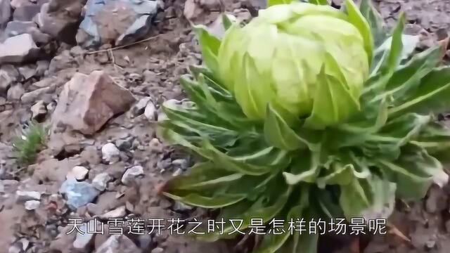 五年一开花的天山雪莲,到底长什么样?看到花开瞬间被惊艳了!