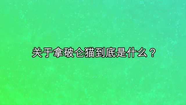 关于拿破仑猫到底是什么?