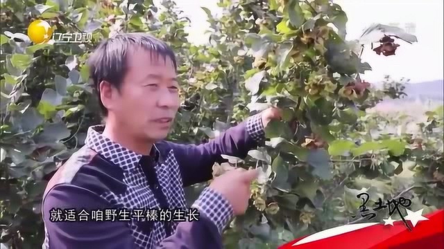 铁岭:得天独厚的地理优势,让榛子质量过硬