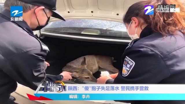 陕西:省级重点保护动物“傻”狍子失足落水 警民携手合力营救