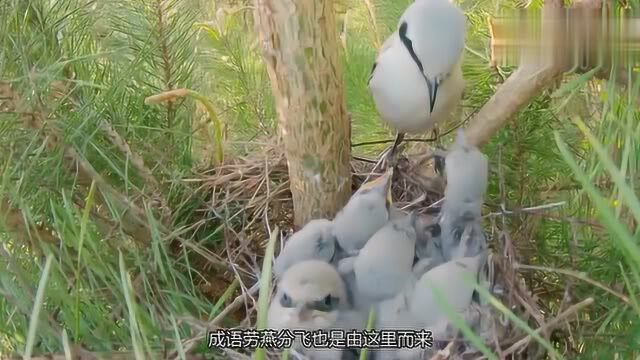 世界上最凶狠的鸟儿,不仅是鸟界屠夫,还是鸟界“渣男”,卖力表演骗取雌性