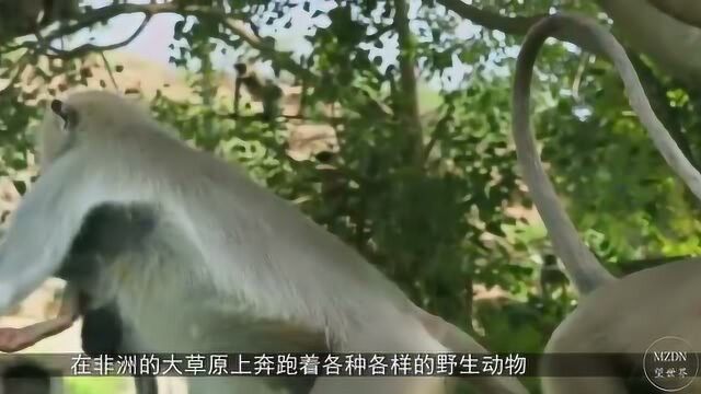 非洲为啥喜欢吃猴子肉,难道是太饥饿了吗?看完你就懂了