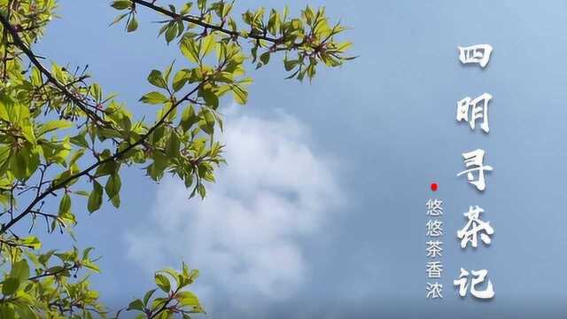 一步文化/四明山寻茶记