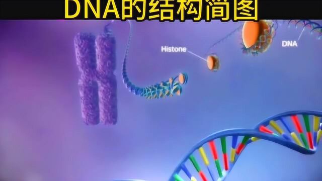 神奇的DNA双螺旋结构