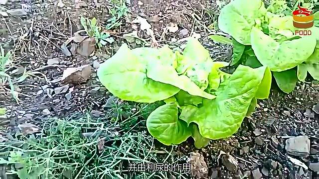 医生警告油麦菜和它不能同食,小心引起胃结石,告诉家人别忽视