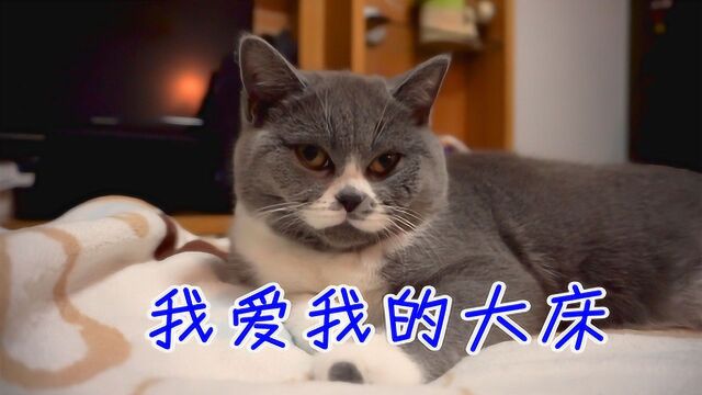 【汤果日记】 猫第一次晚上和我们一起睡,特别的兴奋 Vol.7