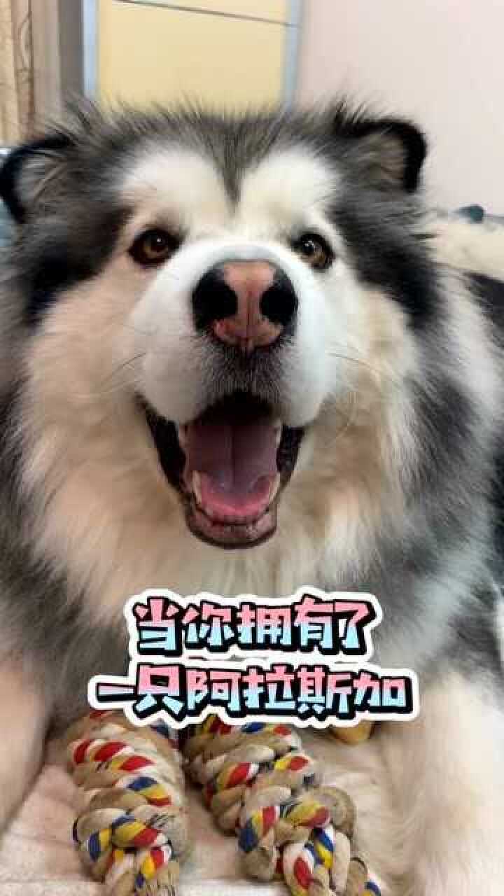 当你拥有了一只阿拉斯加犬