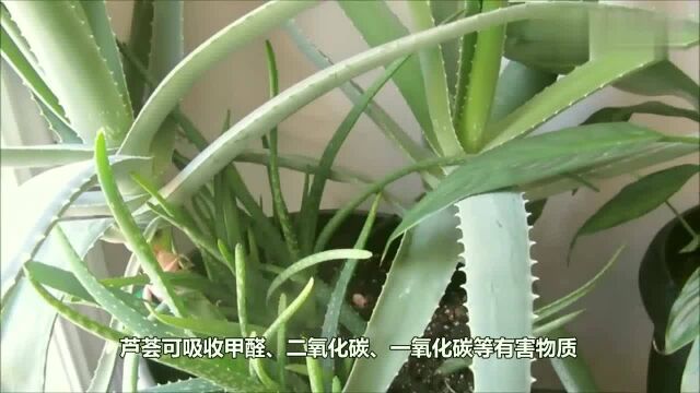 芦荟别只用来观赏,“它”在生活中还有大用途