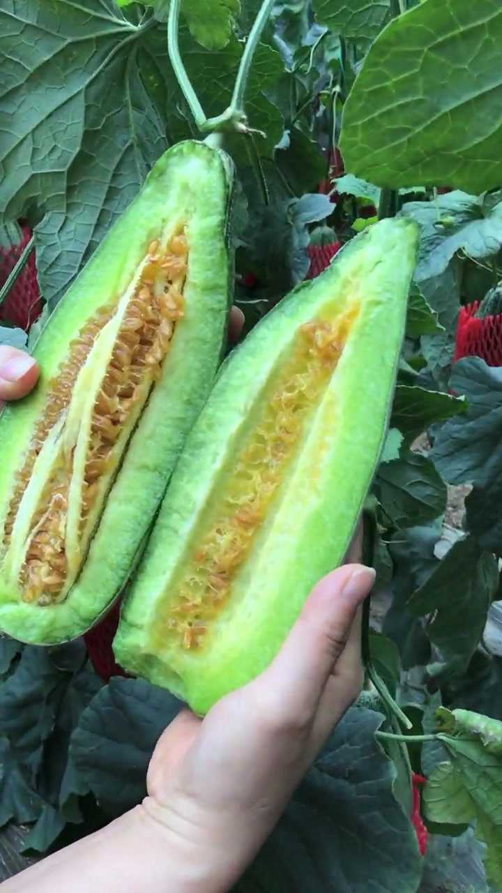 羊角蜜甜瓜