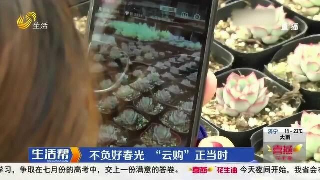 潍坊:花卉基地抢抓“云购”好时节 直播线上带货 一天出3000多单