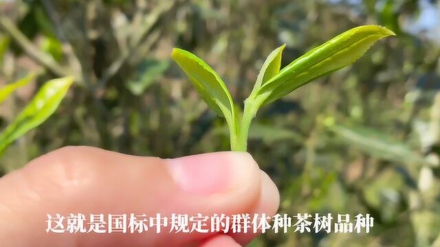 古稀老茶农揭秘:为什么白茶里的贡眉越来越少,而寿眉却一直独秀