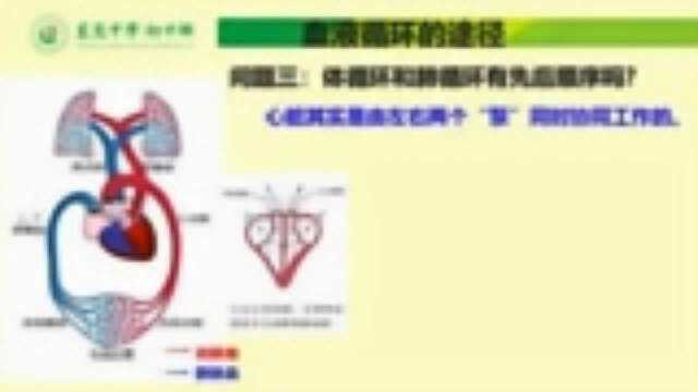 在线学习精品课程:血液循环的途径