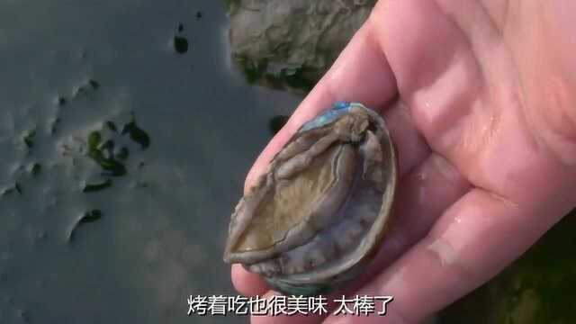 小姐姐赶海抓到了鲍鱼,没想到放在水里一看,原来长这个样子!