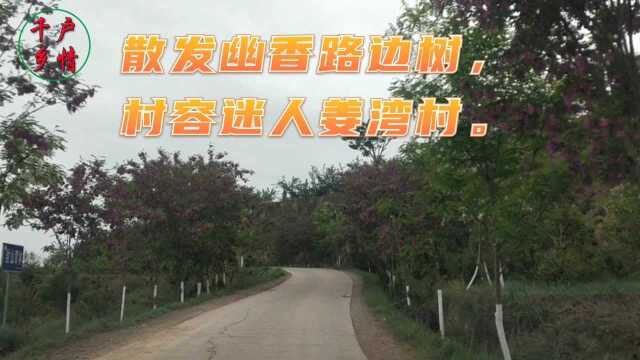 散发幽香路边树,村容迷人姜湾村