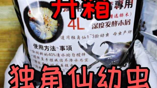 网购20多块钱买的“独角仙幼虫”一公一母,没想到个头居然这么大