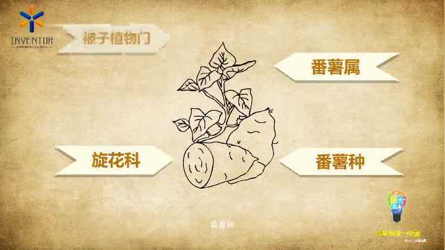 【科普】白薯和土豆属于植物体的哪种器官