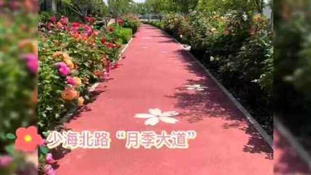 大沽河建成8公里“月季大道” 快来赏“花中皇后”吧