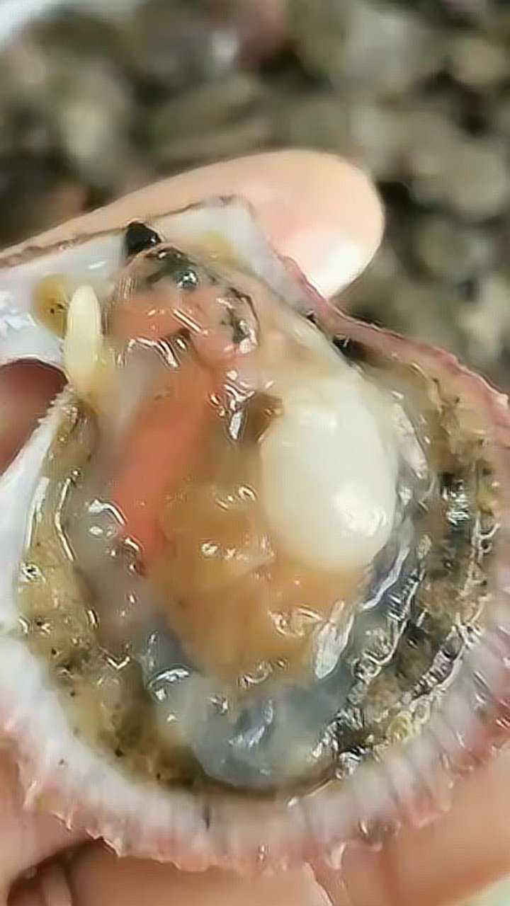 揭秘解剖扇贝_腾讯视频