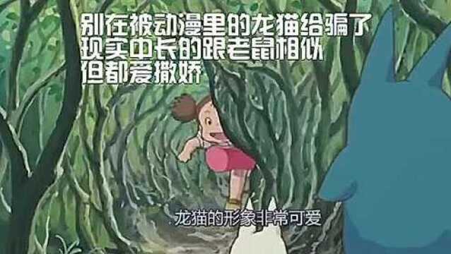 别在被动漫里的龙猫给骗了,现实中长的跟老鼠相似,但都爱撒娇