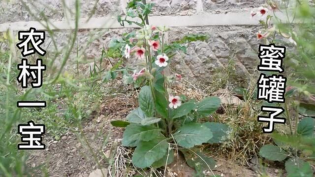 蜜罐子——农村常见的植物“野生地黄”您认识吗