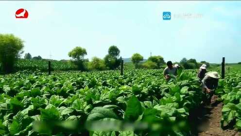 能健源烟草推广会视频