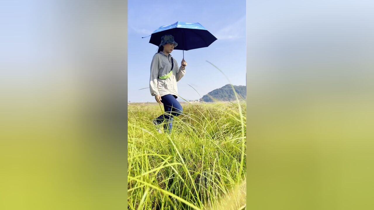 台湾省母女游祖国,江西潘阳湖蓼子花海,花的海洋.太美了!