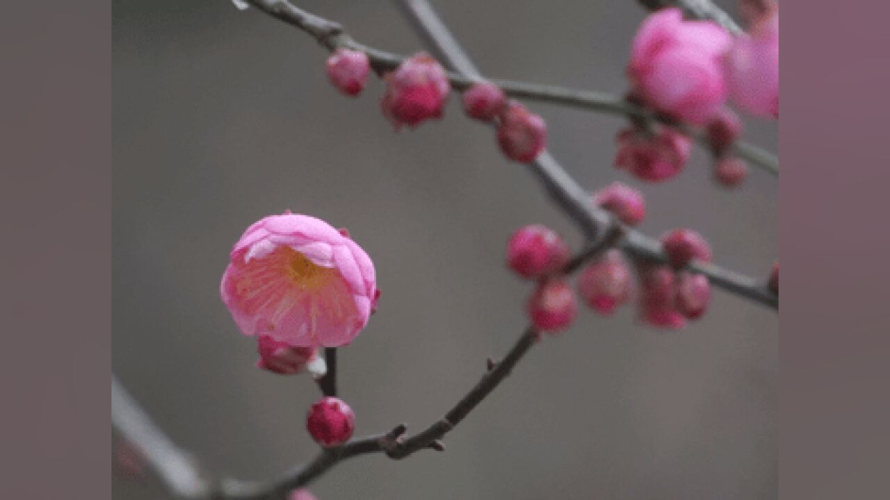 今日腊八,西湖孤山红梅已展露笑颜,探梅正当时