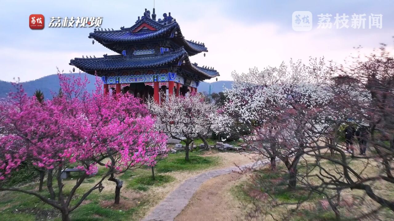 浪漫封神!南京梅花山满山梅花沐春风盛开