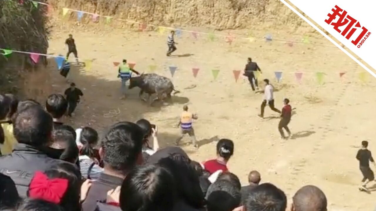 贵州贵定县一斗牛活动发生牛伤人事件:村民自发组织已被叫停 伤者送医