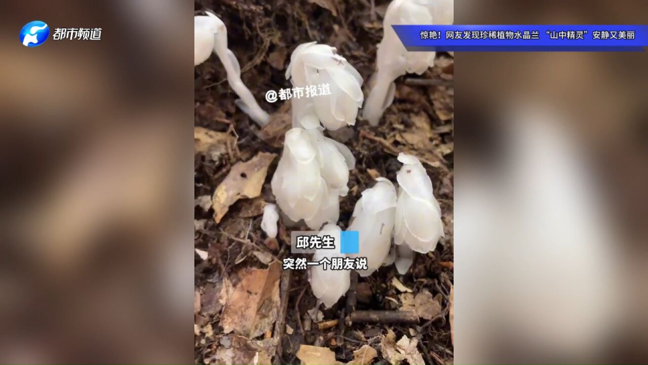 惊艳!网友发现珍稀植物水晶兰,“山中精灵”安静又美丽