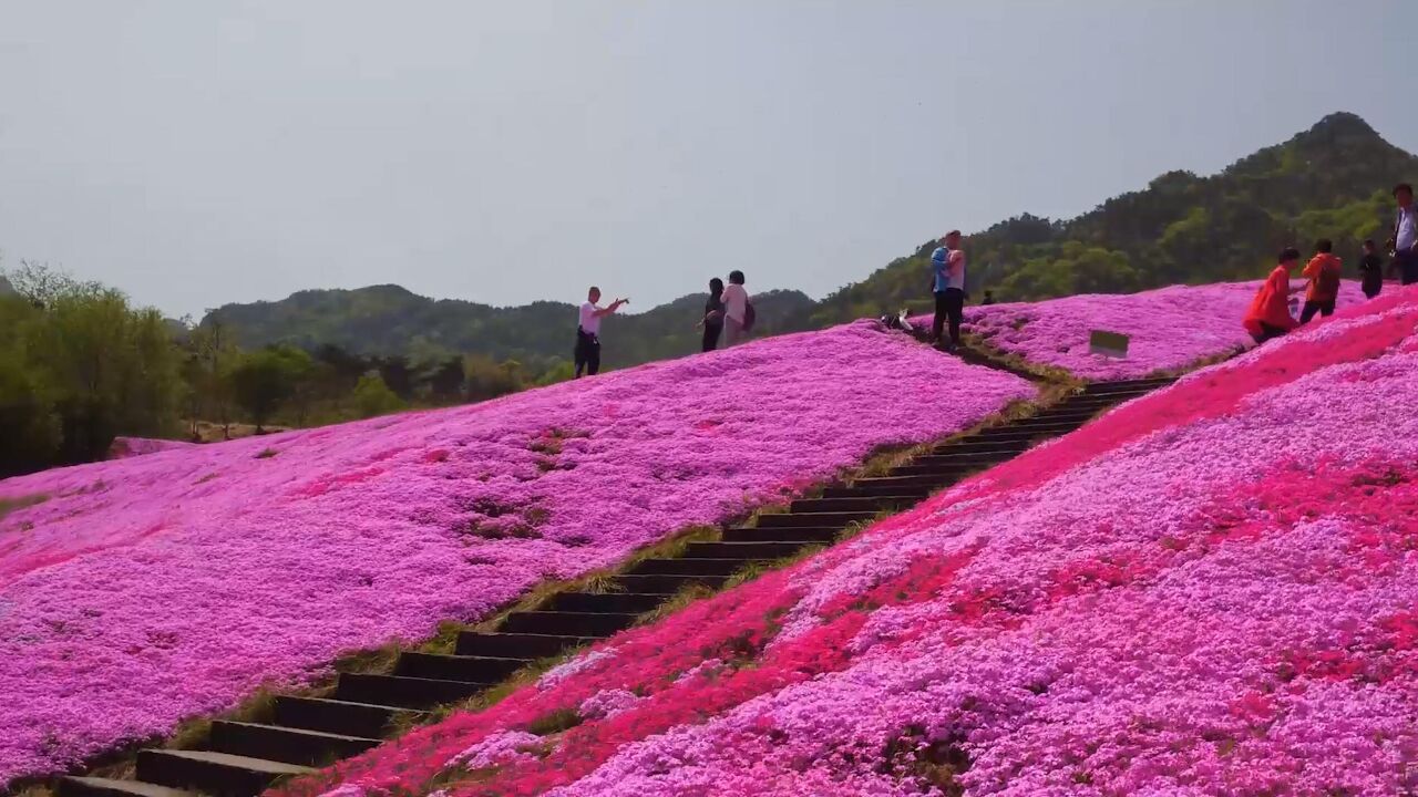 读行侠丨春风十里遇芝樱,烟台这片花海每一帧都是壁纸