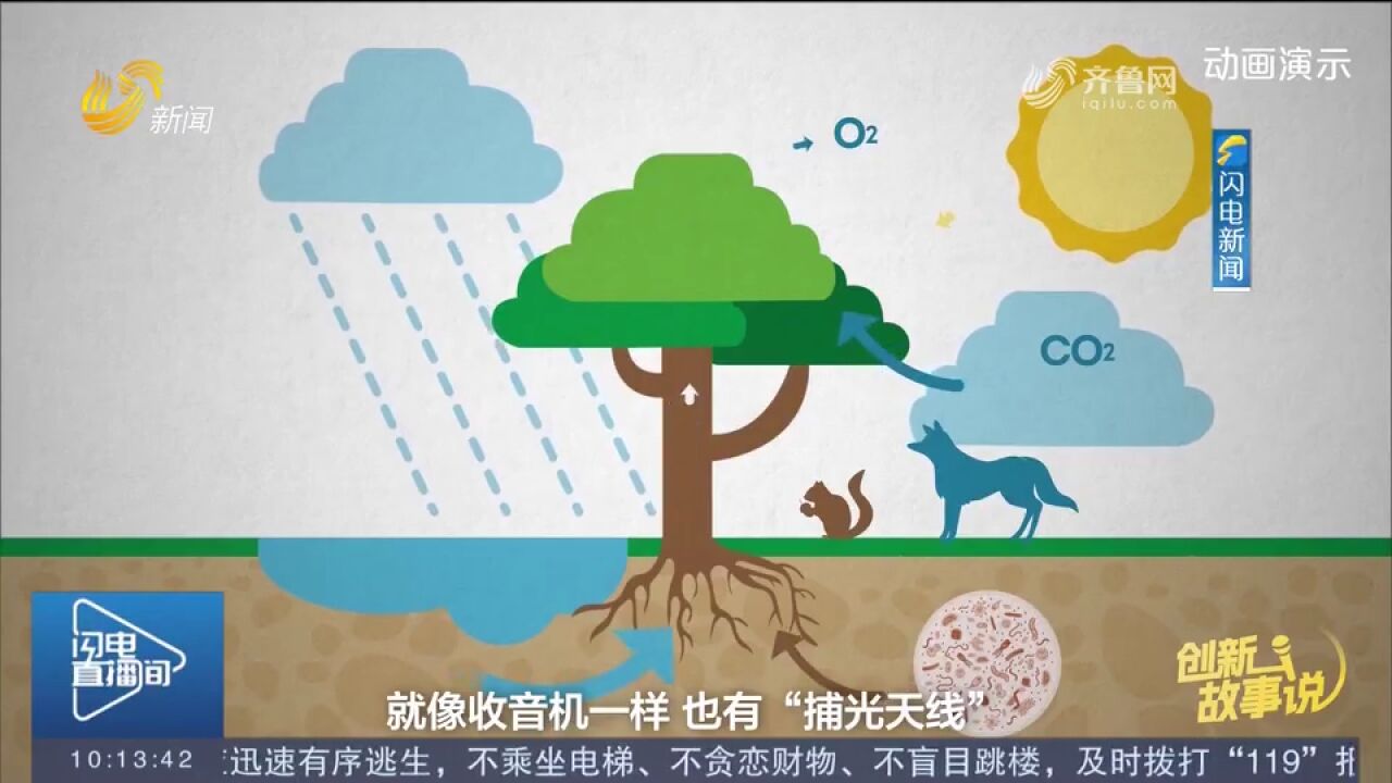 生物如何利用“光”,都发生了哪些变化?秦晓春科研团队给你答案