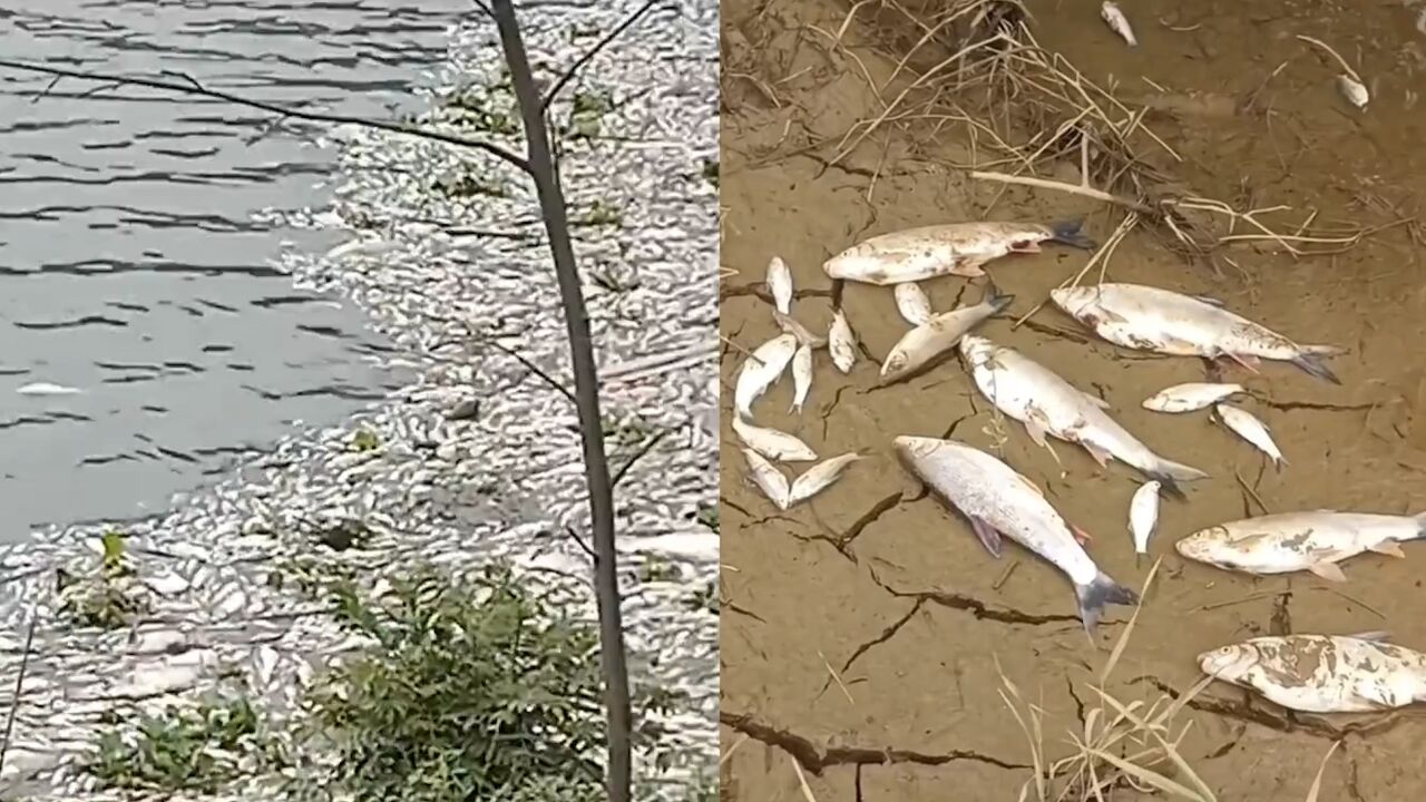 传湖南衡东洣水河有鱼群死亡,当地:处于可控范围,已成立专案组