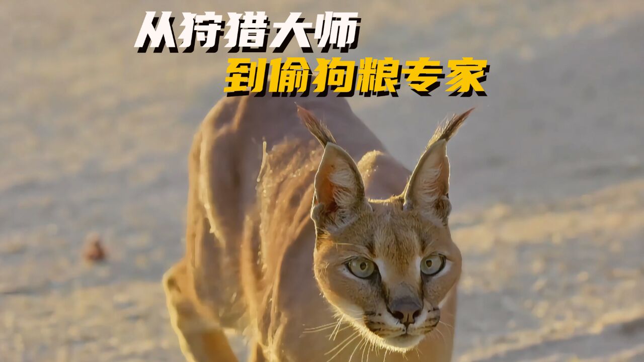 狞猫诺娃:从狩猎大师到偷狗粮专家