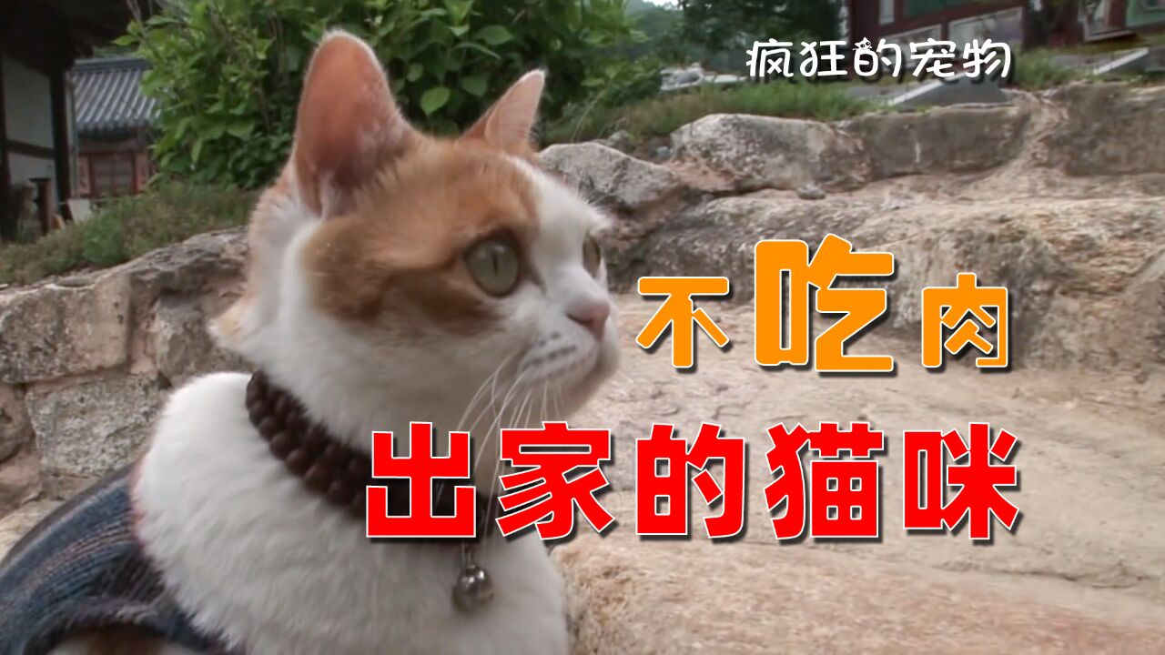 猫咪为了报答养育之恩,化身为一只高僧猫,受到大家的膜拜,纪录片