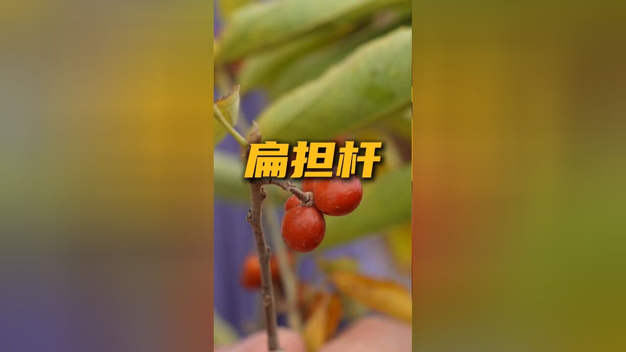 名字叫扁担杆,但是不能做扁担,古人为啥给他取这个名字呢?