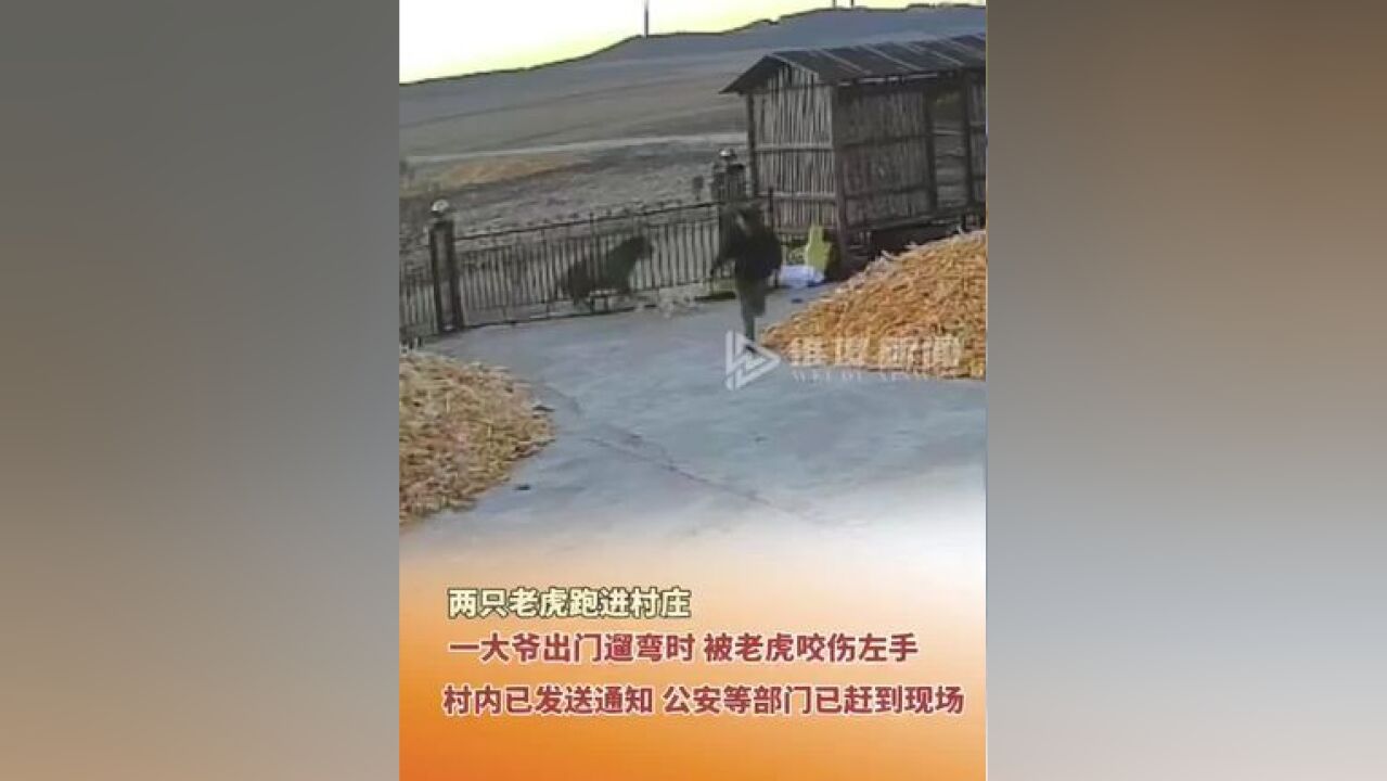 11月18日,黑龙江七台河,两只东北虎跑进村庄,一大爷出门遛弯时,被老虎咬伤左手,目前村内已发通知,公安等部门已赶到现场.