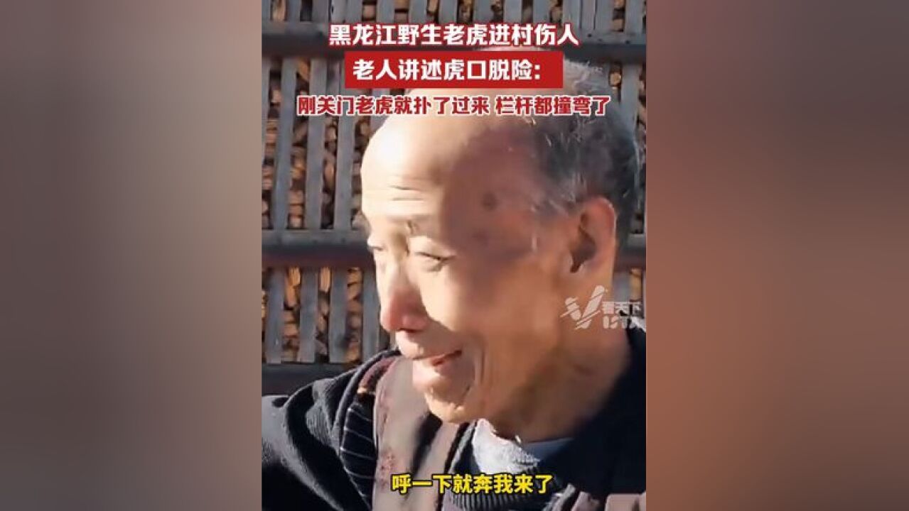 黑龙江七台河惊现野生老虎,一位老人讲述虎口脱险:刚关上大门老虎就扑了过来,栏杆都撞弯了