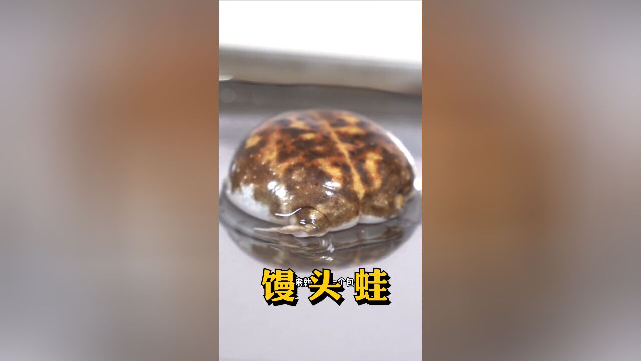 看似乌龟,实为馒头蛙,又名散疣短头蛙,走起路来像装了电池