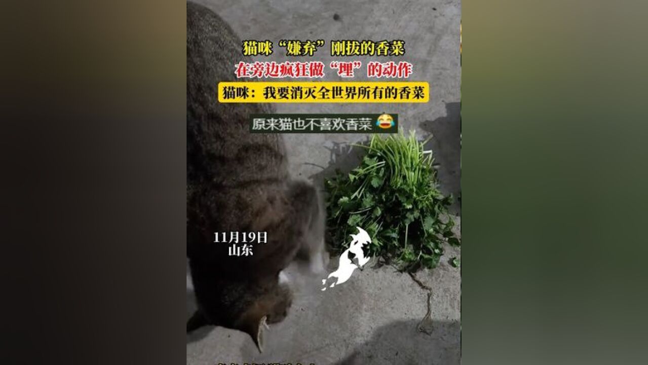 猫咪“嫌弃”刚拔的香菜,在旁边疯狂做“埋”的动作,猫咪:我要消灭全世界所有的香菜