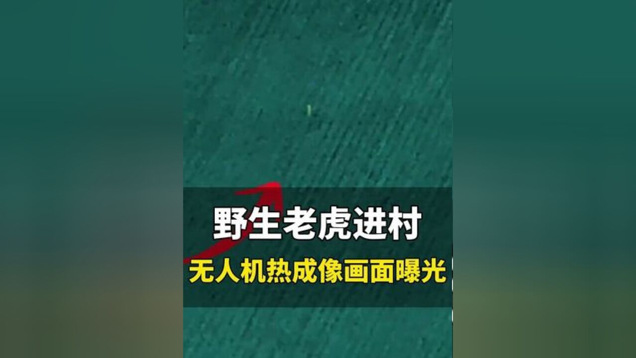 11月18日,黑龙江,黑龙江勃利县野生老虎进村,无人机热成像画面曝光,目前未发现东北虎踪迹,当地公安已部署警力